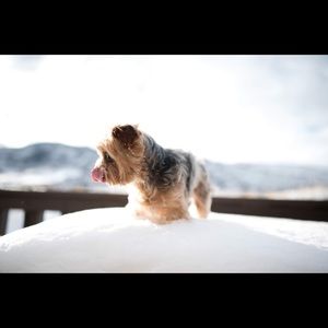 Meet your Posher, Lily